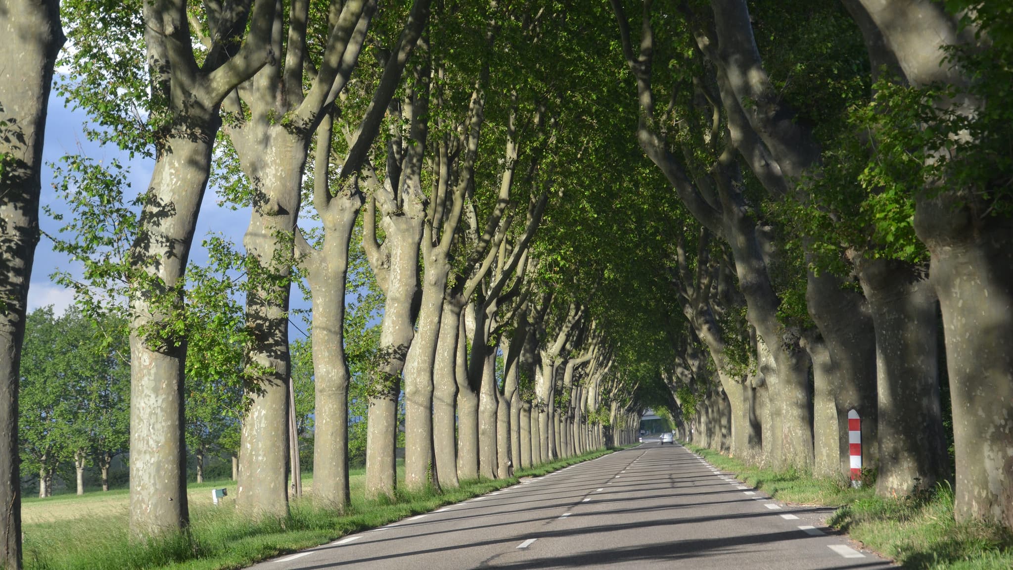 Rangée typique de platanes en France