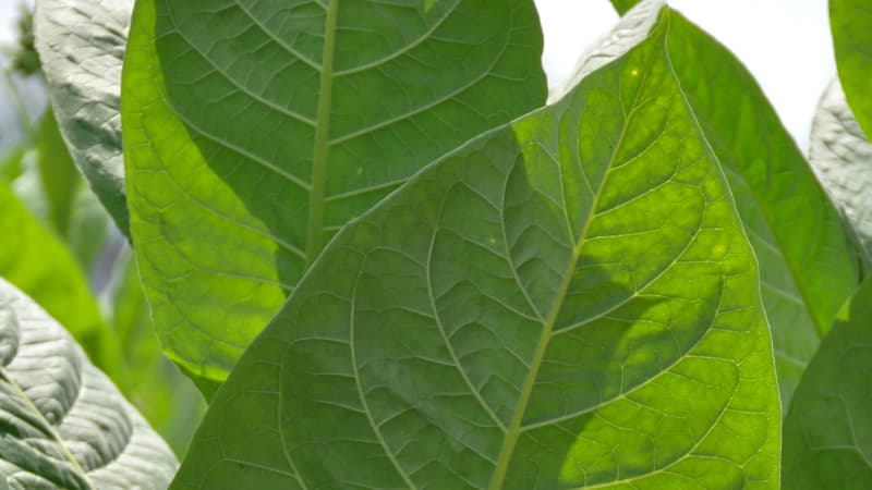 Avec les plants de tabac modifiés génétiquement, les chercheurs ont obtenu des rendements supérieurs, jusqu'à 40% - image d'illustration