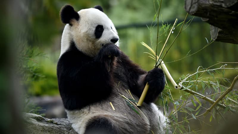 Huan Huan, la femelle panda du zoo de Beauval. 