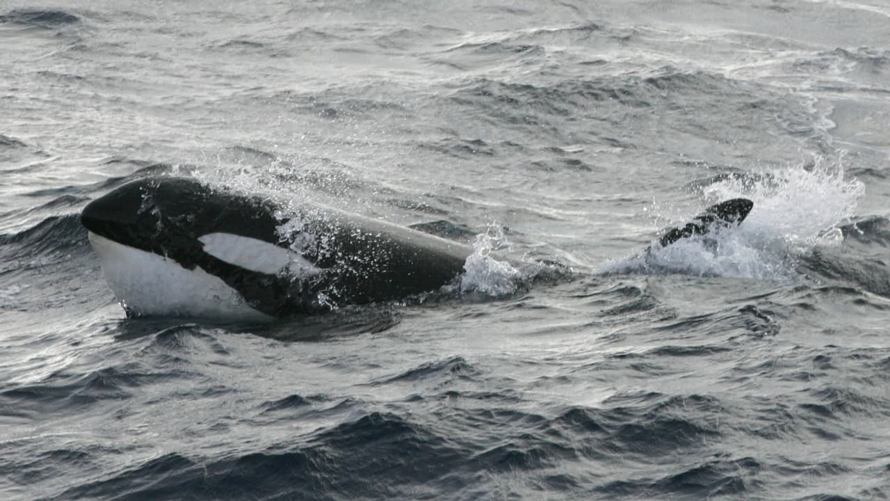Canada: une orque miraculée après avoir échoué sur des rochers