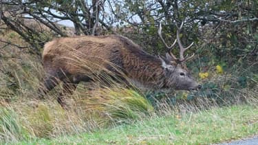 Ce n'est pas moi, M'sieur l'agent, c'est un cerf!