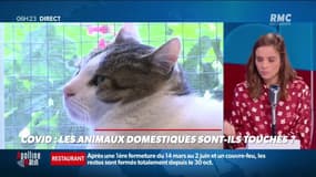 Votre animal de compagnie peut-il attraper le COVID-19?