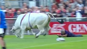 Un échauffement interrompu par un taureau lors d'un match de rugby à XIII.