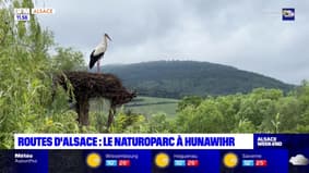 Routes d'Alsace: le relais des ménétriers et le naturoparc à Hunawihr