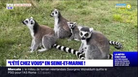 "L'été chez vous": balade aux parcs zoologiques Lumigny et ski nautique en Seine-et-Marne