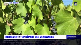 Alpes-de-Haute-Provence: fortement touchées par les épisodes de gel au printemps, les pertes dans les vignes de Pierrevert sont importantes