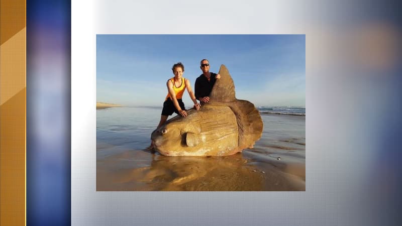 Une espèce rare de poisson lune échouée sur la plage australienne.