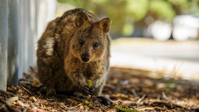 Le quokka est un marsupial de la famille des kangourous.