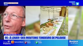 Val d'Oise: un berger loue ses moutons pour la tonte des pelouses 