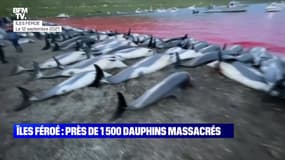 Îles Féroé: près de 1 500 dauphins massacrés - 16/09
