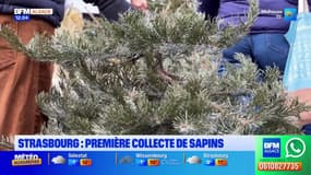 Strasbourg: les premières collectes de sapins débutent
