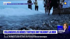 Villeneuve-Loubet: une vingtaine de bébés tortues ont rejoint la mer