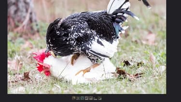 Les poules libres auront surement droit à un coq pour les stimuler à produire des oeufs.