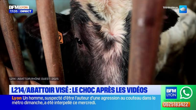 Saint-Romain-de-Popey: le choc après les vidéos diffusées par L214 dans un abattoir de la commune