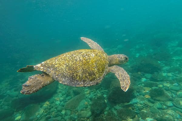 Une tortue verte (Chelonia mydas) nage près de l'île de Gorgona, dans l'océan Pacifique, au large de la côte sud-ouest de la Colombie, le 2 décembre 2021. 