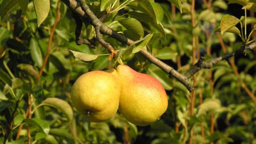 Des centaines de variétés de poires existent