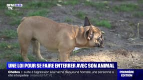Pourra-t-on bientôt se faire enterrer avec son chien ou son chat? 