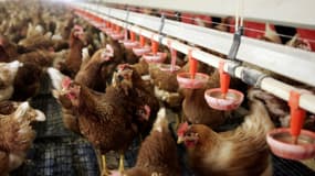 Une souche "hautement pathogène" de la grippe aviaire a été détectée dans un élevage aux Pays-Bas (image d'illustration).
