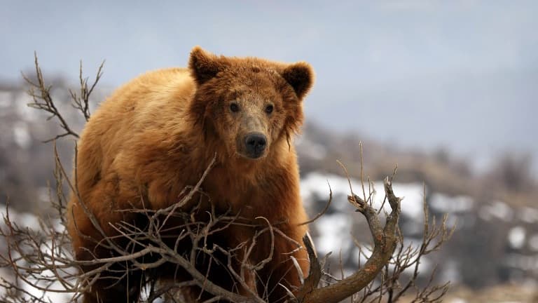 Un ours dans les montagnes irakiennes en mars 2018 (Photo d'illustration)