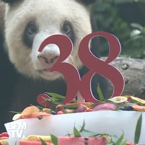 Le plus vieux panda géant au monde (en captivité) célèbre ses 38 ans en Chine