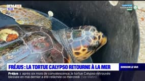 Var: la tortue Calypso a retrouvé son milieu naturel