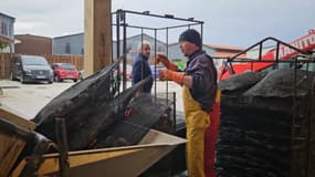 Les ostréiculteurs du bassin d'Arcachon subissent les conséquences de la tempête Ciaran.
