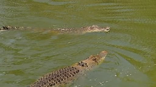 Une étude de la zone avait signalé la présence de quatre crocodiles de plus de quatre mètres et d'une douzaine mesurant plus de trois mètres.