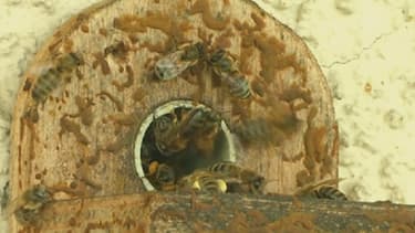 Les abeilles participent à 80% de la reproduction des espèces végétales dans le monde.