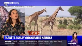 La découverte de deux girafes naines en Afrique étonne les scientifiques