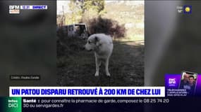Alpes-de-Haute-Provence: un chien disparu retrouvé à 200 km de chez lui