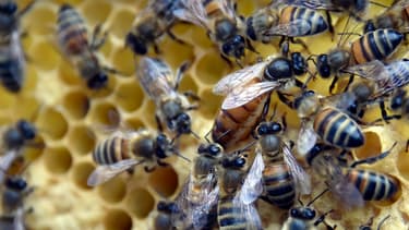 Habituellement les colonies connaissent un taux de mortalité de 30% sur l'ensemble de l'année.