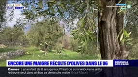 Alpes-Maritimes: encore une maigre récolte d'olives, les oléiculteurs inquiets