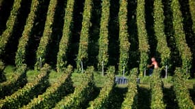 Vendanges dans un vignoble de Champagne, à Ludes, dans le département de la Marne, le 8 septembre 2023