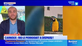 Marseille Story: la disparition de Rio le Perroquet à Carnoux crée l'émoi