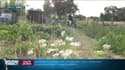 “On ne peut plus cultiver normalement”,  les jardiniers touchés par la sécheresse 