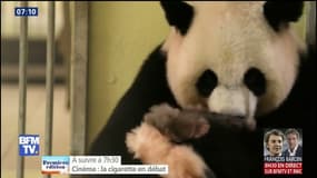 Au zoo de Beauval, ce câlin tout doux entre la maman panda et son bébé 