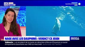 Nage avec les dauphins sur la Côte d'Azur: le verdict attendu ce jeudi