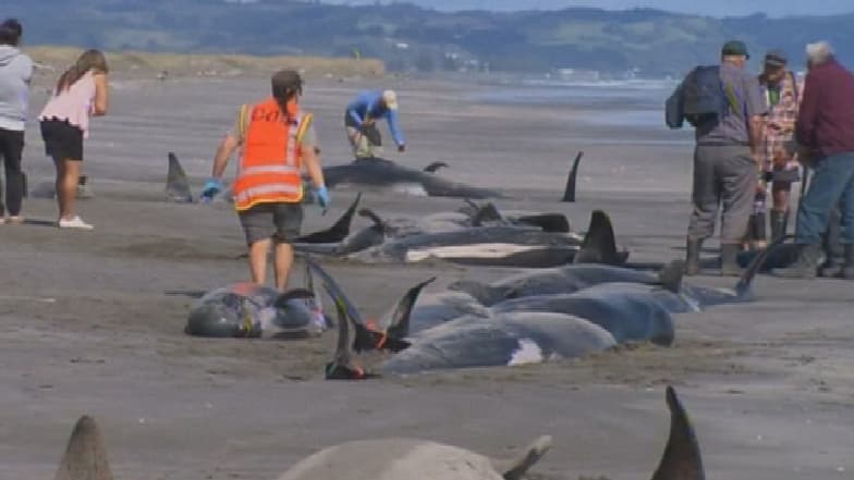 Les échouages massifs de baleines sont courants en Nouvelle-Zélande.
