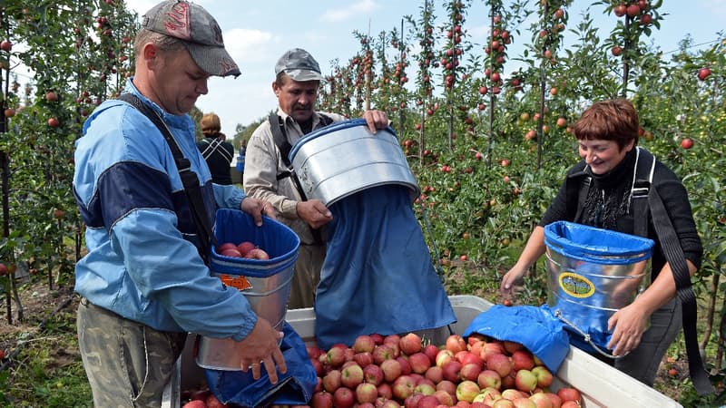 Les agriculteurs polonais, en mal de main d'oeuvre, font appel aux saisonniers ukrainiens.