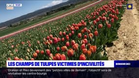 Haute-Provence : les champs de tulipes victimes de leur succès