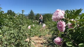 C'est dans ce champ situé à La Brillanne que les pivoines sont récoltées en prévision de la fête des mères ce dimanche 25 mai.
