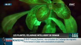 La chronique d'Anthony Morel : Les plantes pourraient devenir l'éclairage de demain - 16/01