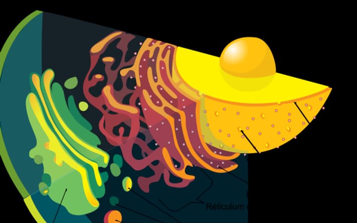 Schéma du cytoplasme. Schéma du cytoplasme.