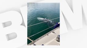 Une baleine grise observée dans le port de Bormes-les-Mimosas, le 1er mai 2021