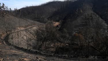 Une forêt calcinée au forêt au Portugal.