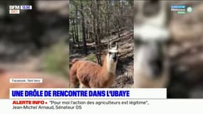 L'image du jour sur BFM DICI: des randonneurs croisent un lama dans la vallée de l'Ubaye