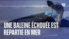 La baleine échouée sur une plage du Finistère est repartie en mer