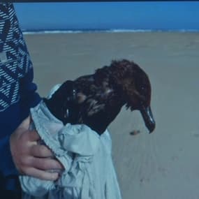Recouvert de mazout sur plus de la moitié de son corps, cet oiseau est la deuxième victime du naufrage du Grande America