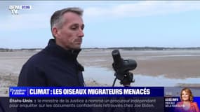 Climat: les oiseaux migrateurs menacés - 13/01