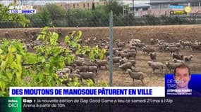 Manosque: de l'éco-pâturage en ville grâce à des moutons 